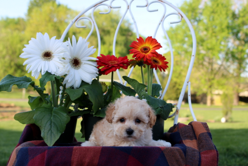puppy, for, sale, Toy Poodle, Matthew B. Stoltzfus, dog, breeder, Gap, PA, dog-breeder, puppy-for-sale, forsale, nearby, find, puppyfind, locator, puppylocator, aca
